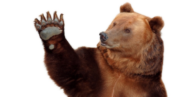 A brown bear waves its paw