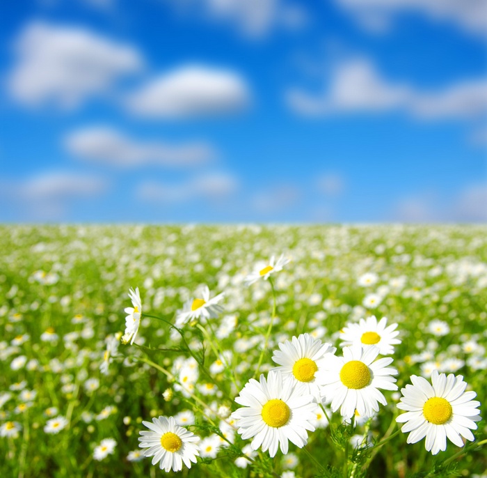 Field of daisies under a blue sky with clouds