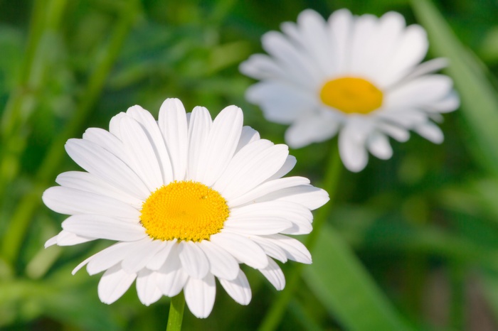 Two daisies in a field of green