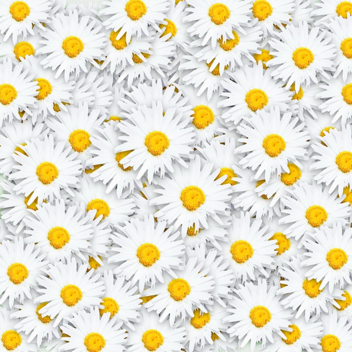A field of white daisies with yellow centers