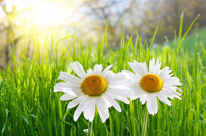 Two daisies in green grass with sunlight