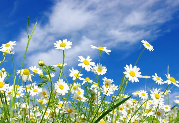 Field of daisies against a blue sky with clouds