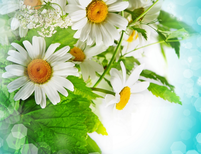 Close-up of white daisies with green leaves