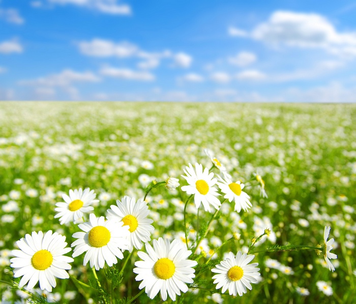 Field of daisies under a blue sky