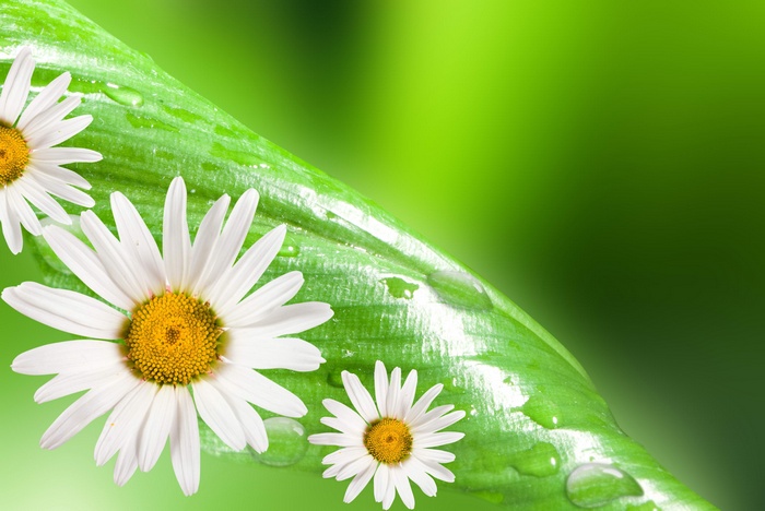 Daisies on a wet green leaf