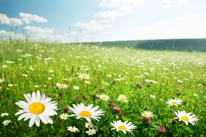 Field of daisies and clover under a blue sky