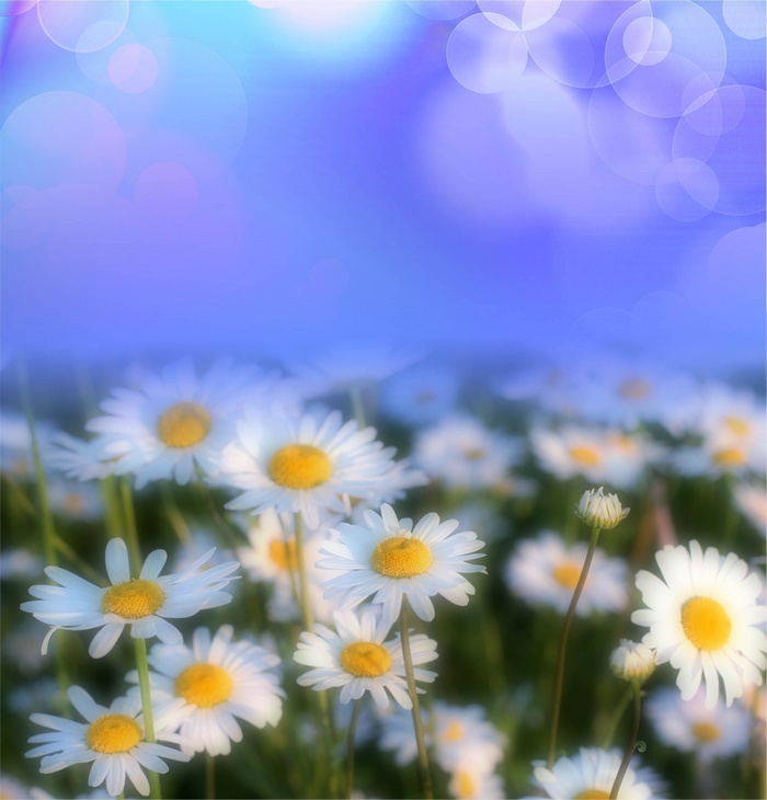 Field of daisies with bokeh background