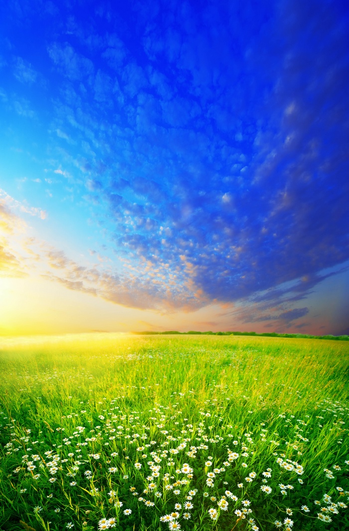 Field of daisies under a blue sky at sunset