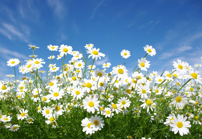 Field of daisies under a blue sky