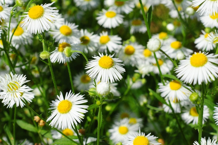 Field of white daisies with yellow centers