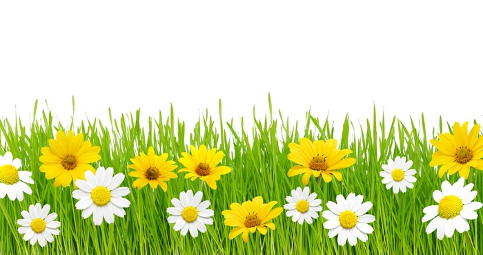 Green grass with yellow and white daisies