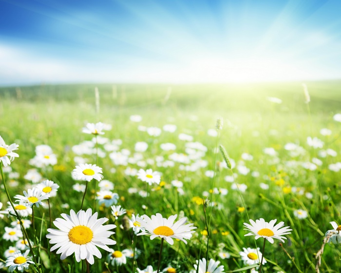 Field of daisies under a bright sun