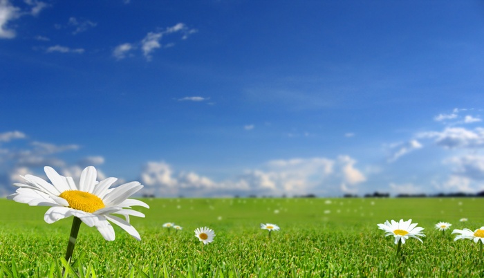 Daisy flowers in a green field under a blue sky