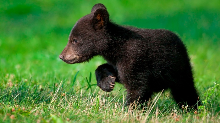 Black bear cub walking in grass