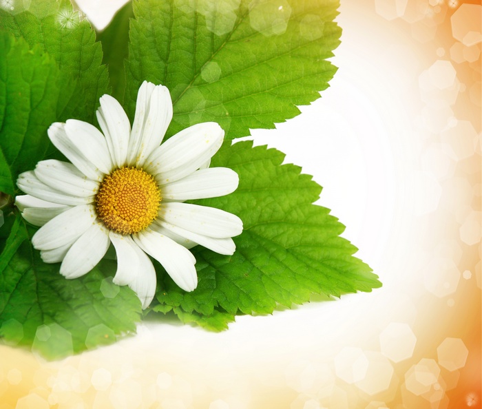 White daisy flower with green leaves and bokeh
