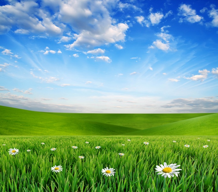 Green Rolling Hills with Daisies Under a Blue Sky