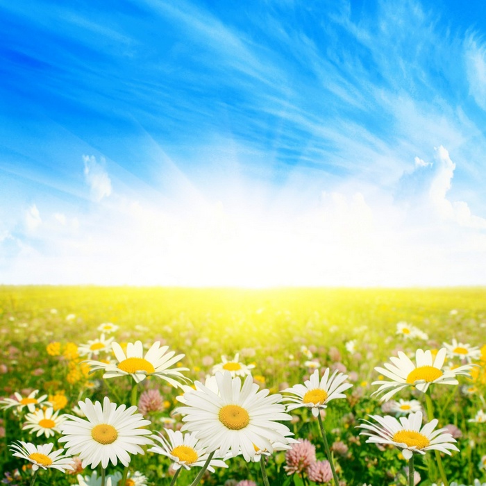 Field of daisies under a bright sunny sky
