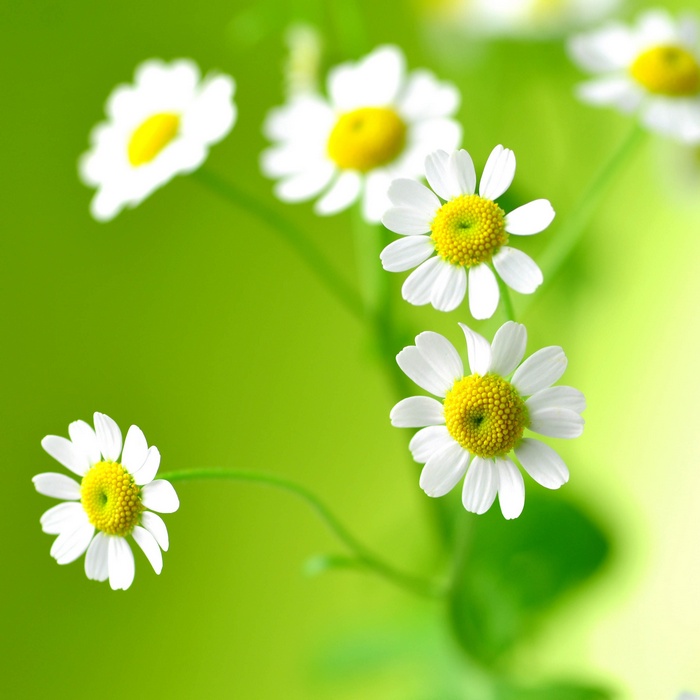 Close-up of white daisies with yellow centers on a green background