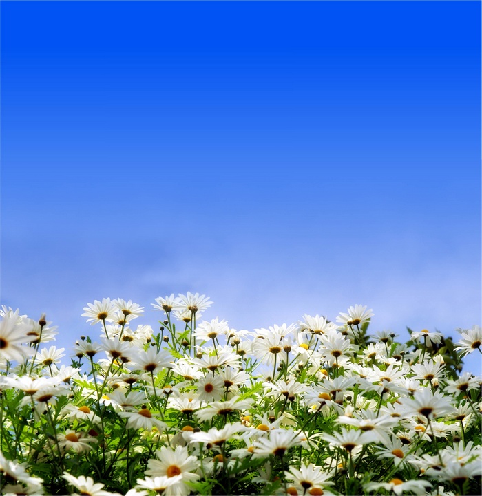 Field of white daisies under a blue sky
