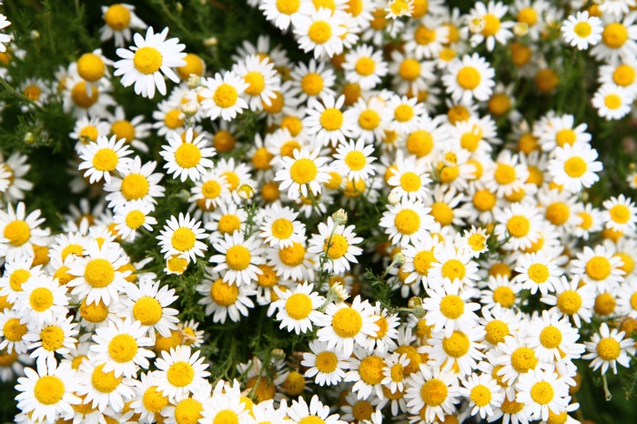 A field of white daisies with yellow centers
