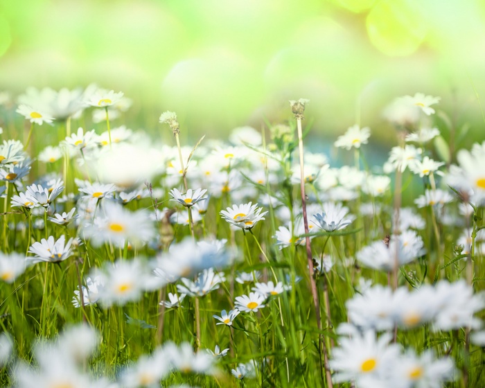 Field of daisies with green bokeh background