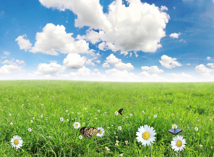 Butterflies and daisies in a green meadow under a blue sky