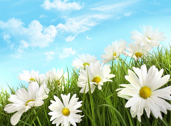 White daisies in green grass under a blue sky