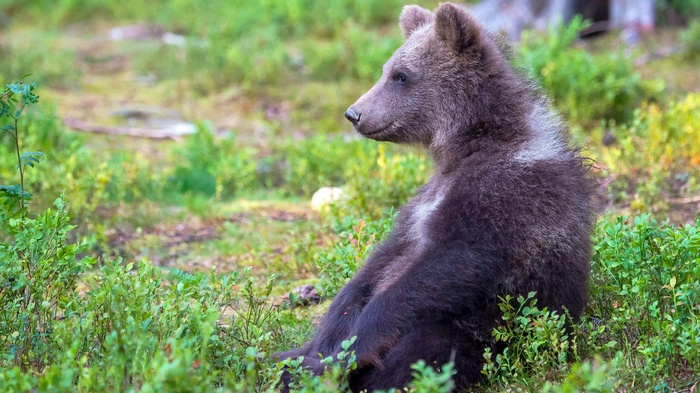A young bear sits in a forest