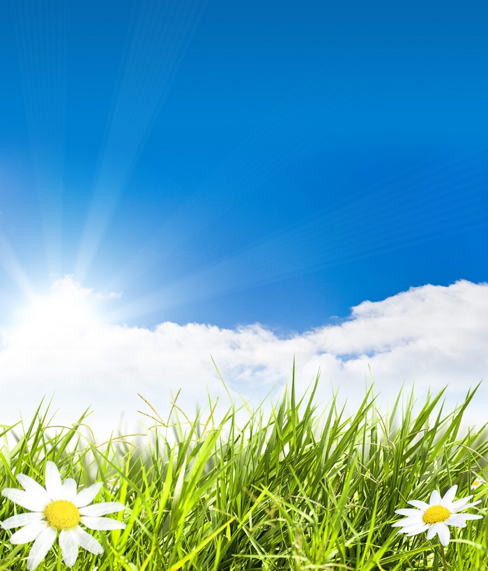 Sunlight shining on green grass and daisies