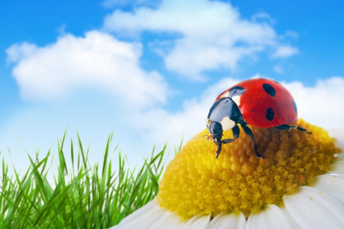 Ladybug on a daisy with grass and sky