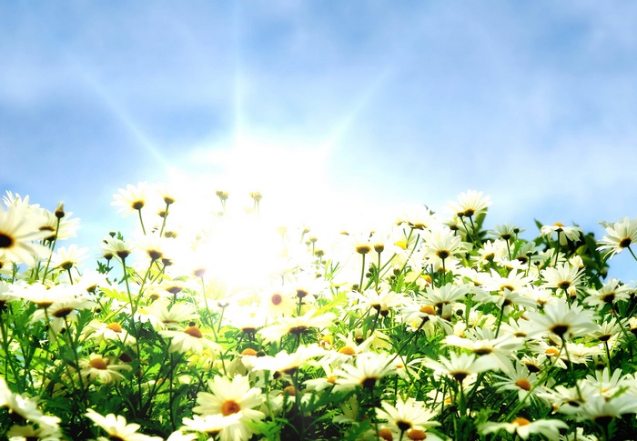Field of white daisies under a bright sun