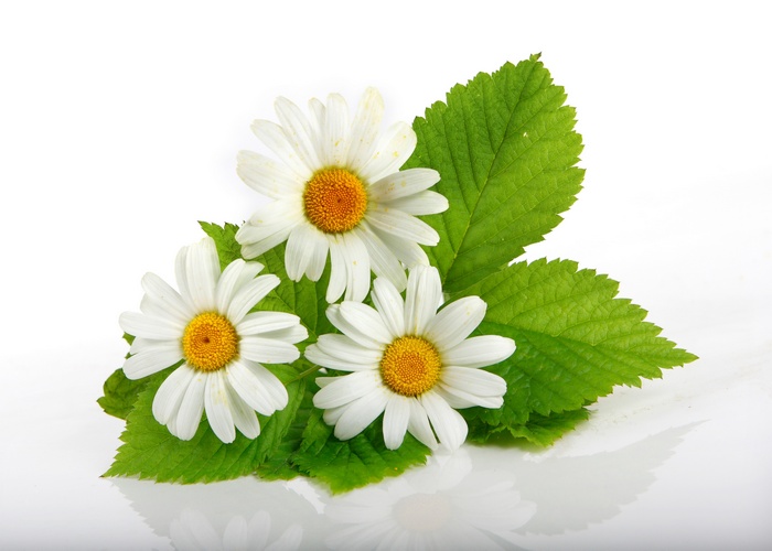 Three white daisies with yellow centers and green leaves