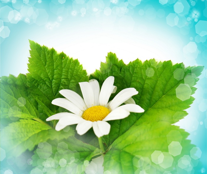 Daisy flower on green leaves with bokeh background