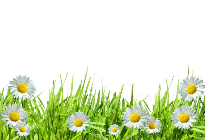 White daisies and green grass with white background