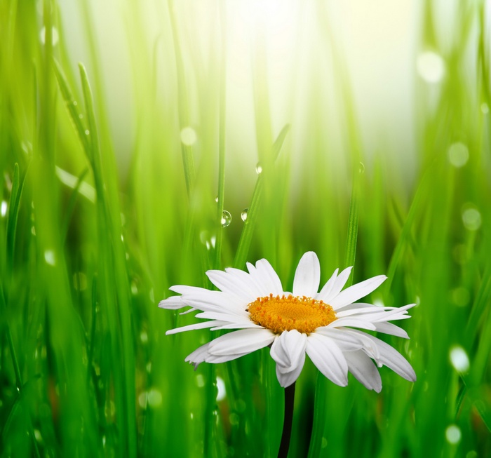 Close-up of a daisy in green grass with water droplets