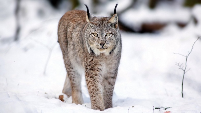Lynx walking in the snow