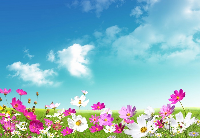 Field of colorful flowers under a blue sky