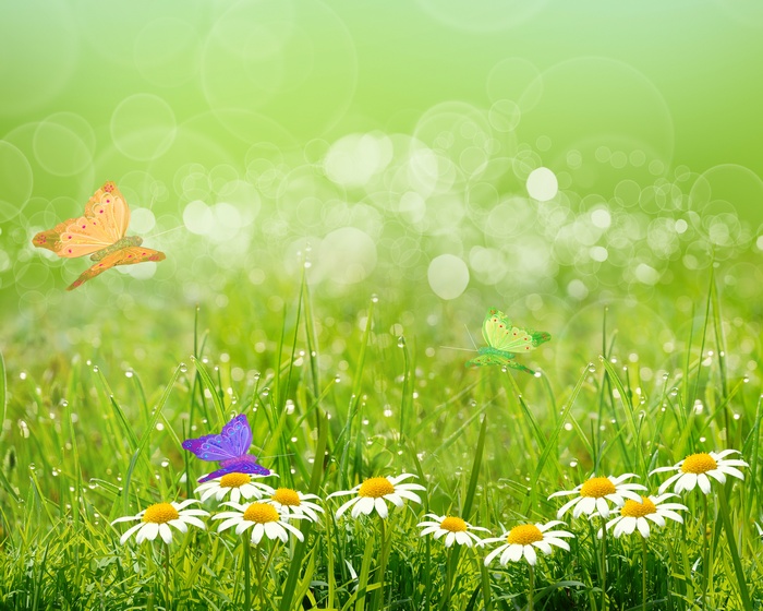 Butterflies and daisies in a green meadow