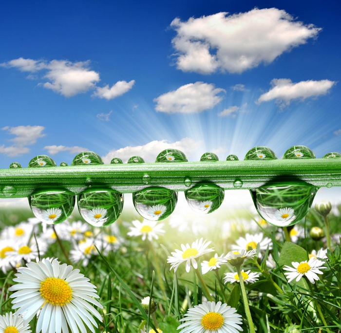 Dewdrops on grass with daisies and blue sky