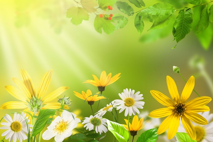 Yellow and white flowers with green leaves and sunbeams