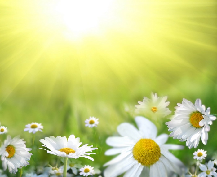 Daisies in bright sunlight