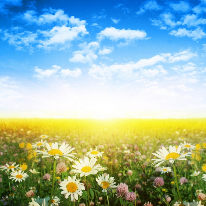 Field of daisies and clover under a bright sky