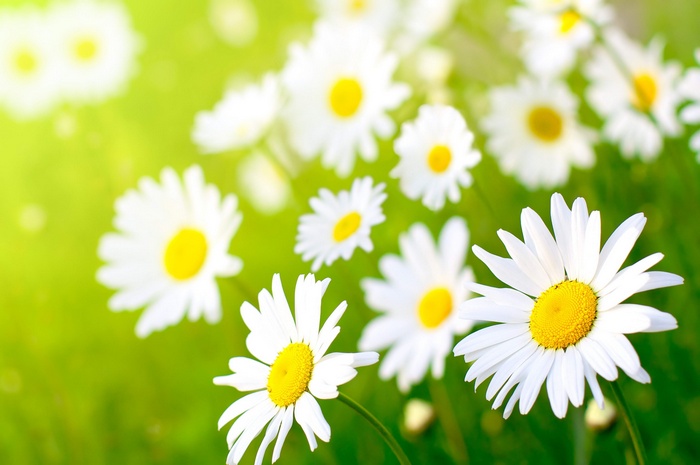 Field of daisies with bright green background