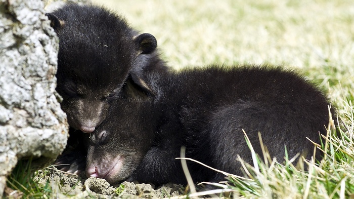 Two black bear cubs sleeping by a tree