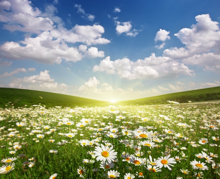 Field of daisies under a sunny sky