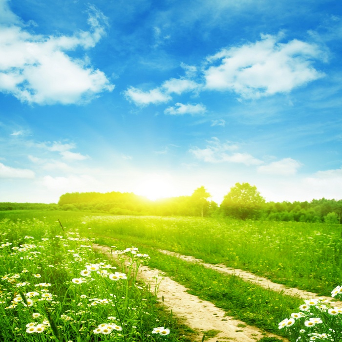 A dirt road through a sunny meadow with wildflowers