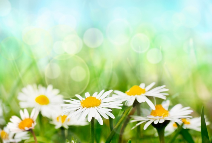Daisies in a green field with bokeh lights