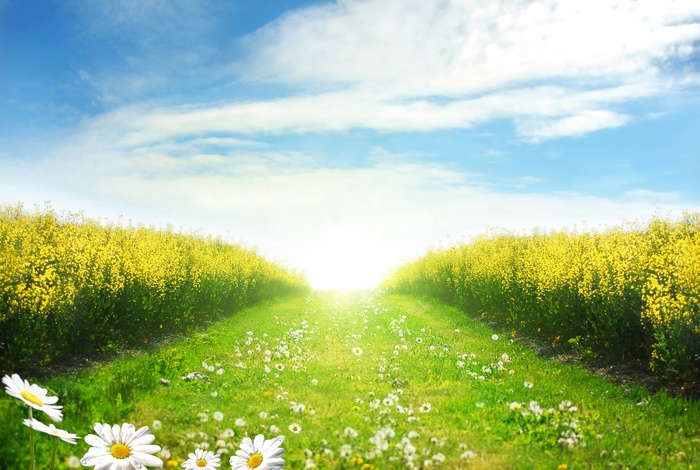 A path through a field of yellow flowers and green grass