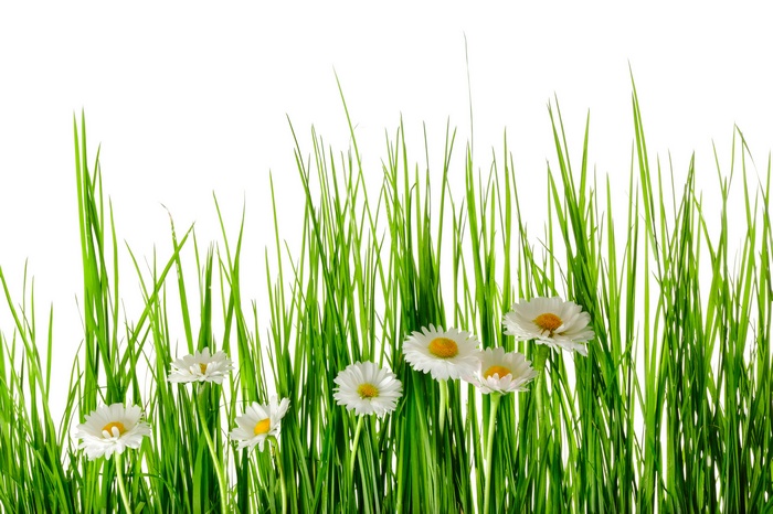 Green grass with white daisies