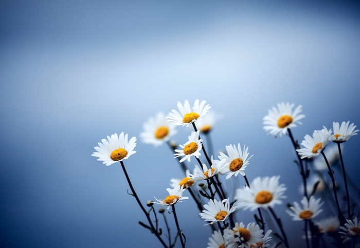 Daisies against a blue sky
